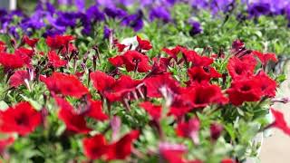 $1 Wave Petunia