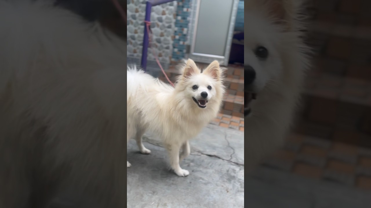 German spitz cute video😘