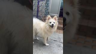 German spitz cute video#germanspitz #ytshorts #viral