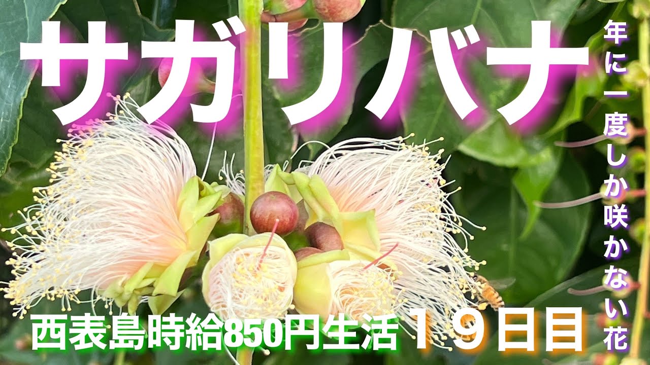 年に一度夜に咲く花 サガリバナ Youtube