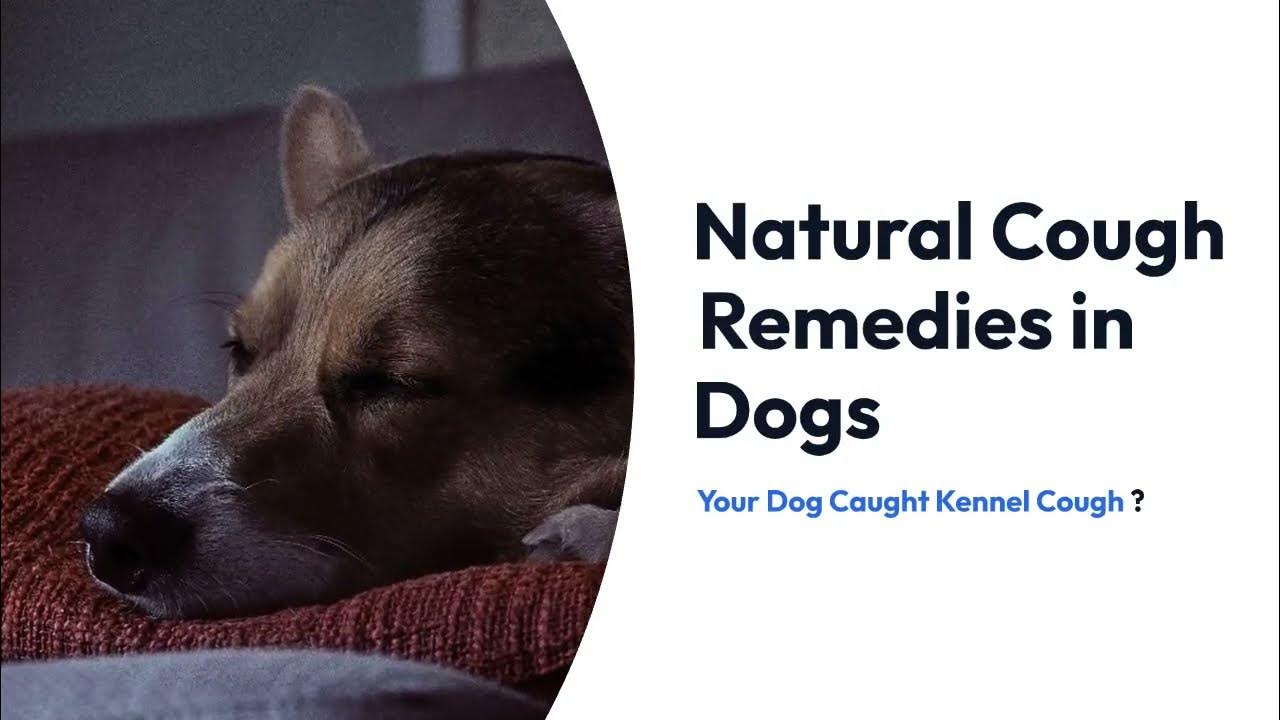 Kennel Cough Natural Remedies for Dog Cough YouTube