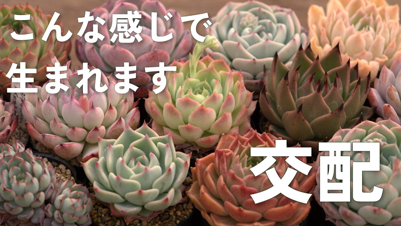 まめこ様ご依頼分 柚子葉他 多肉 エケベリア Actually easy] Crossbreeding is romantic. However, finding a place