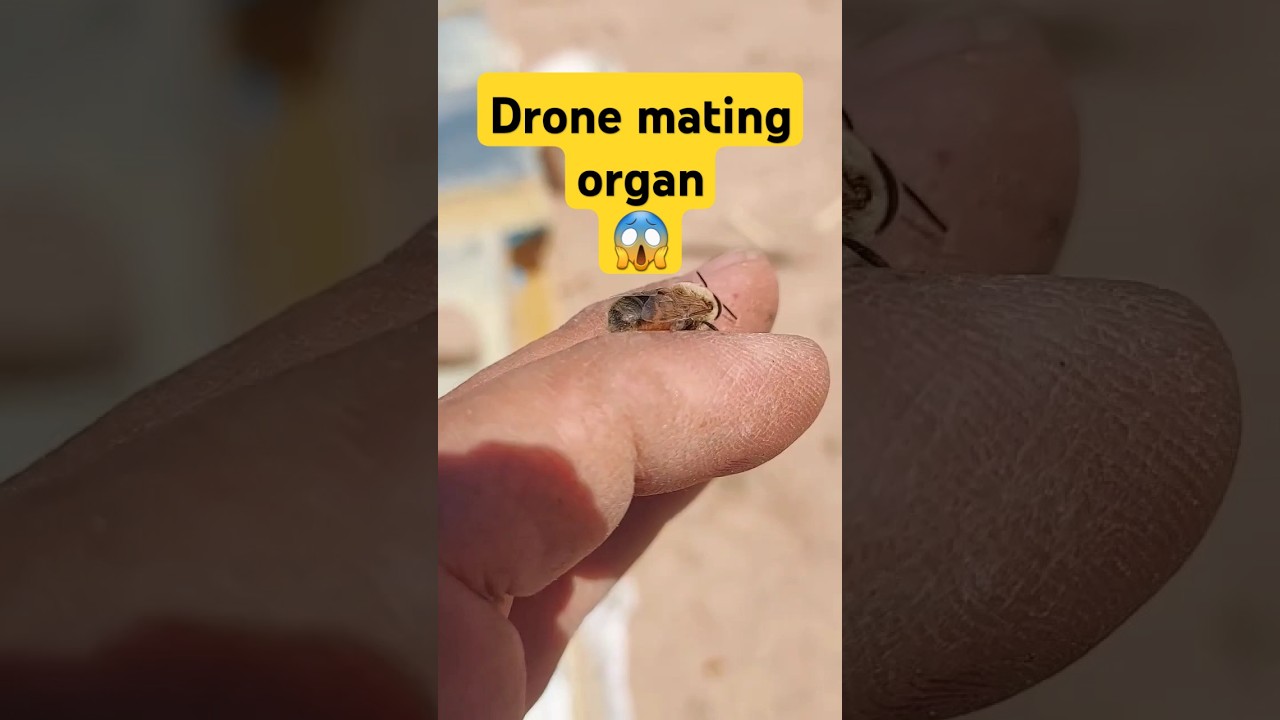 Once and For All: Love,  Death, and The Drone      