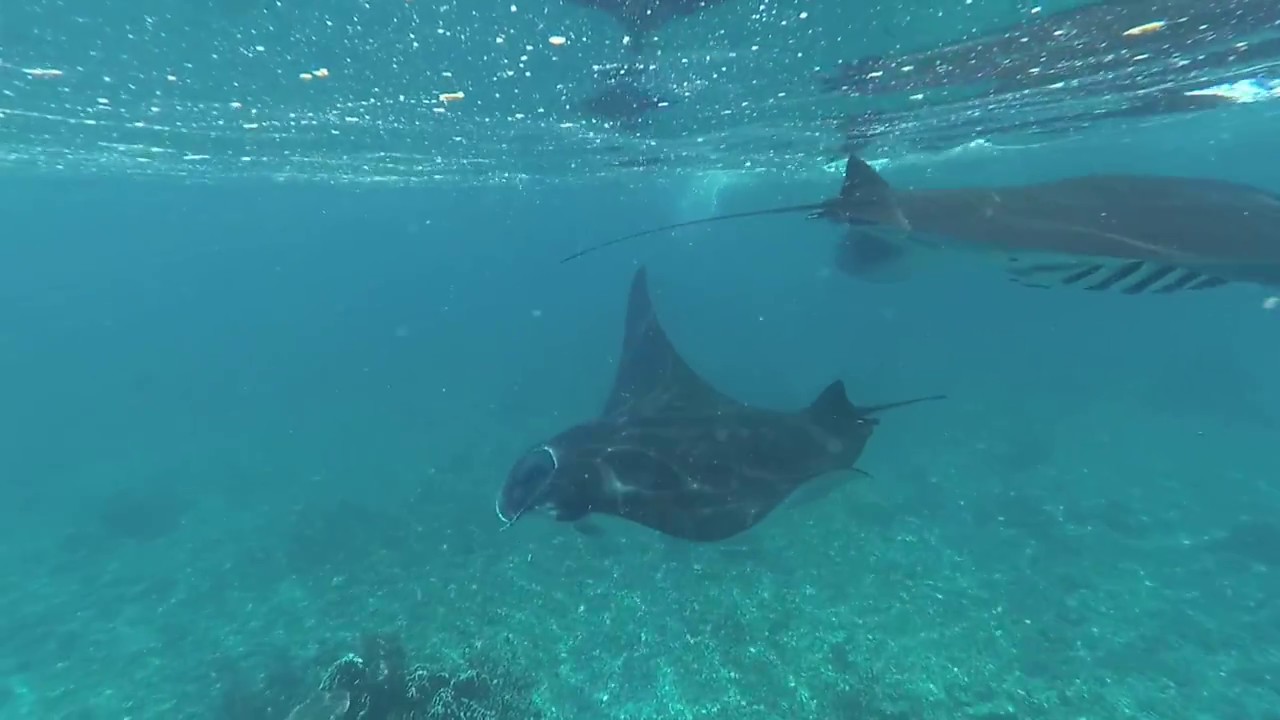 Swimming With A Ton Of Giant Manta Rays - Manta Point ...
