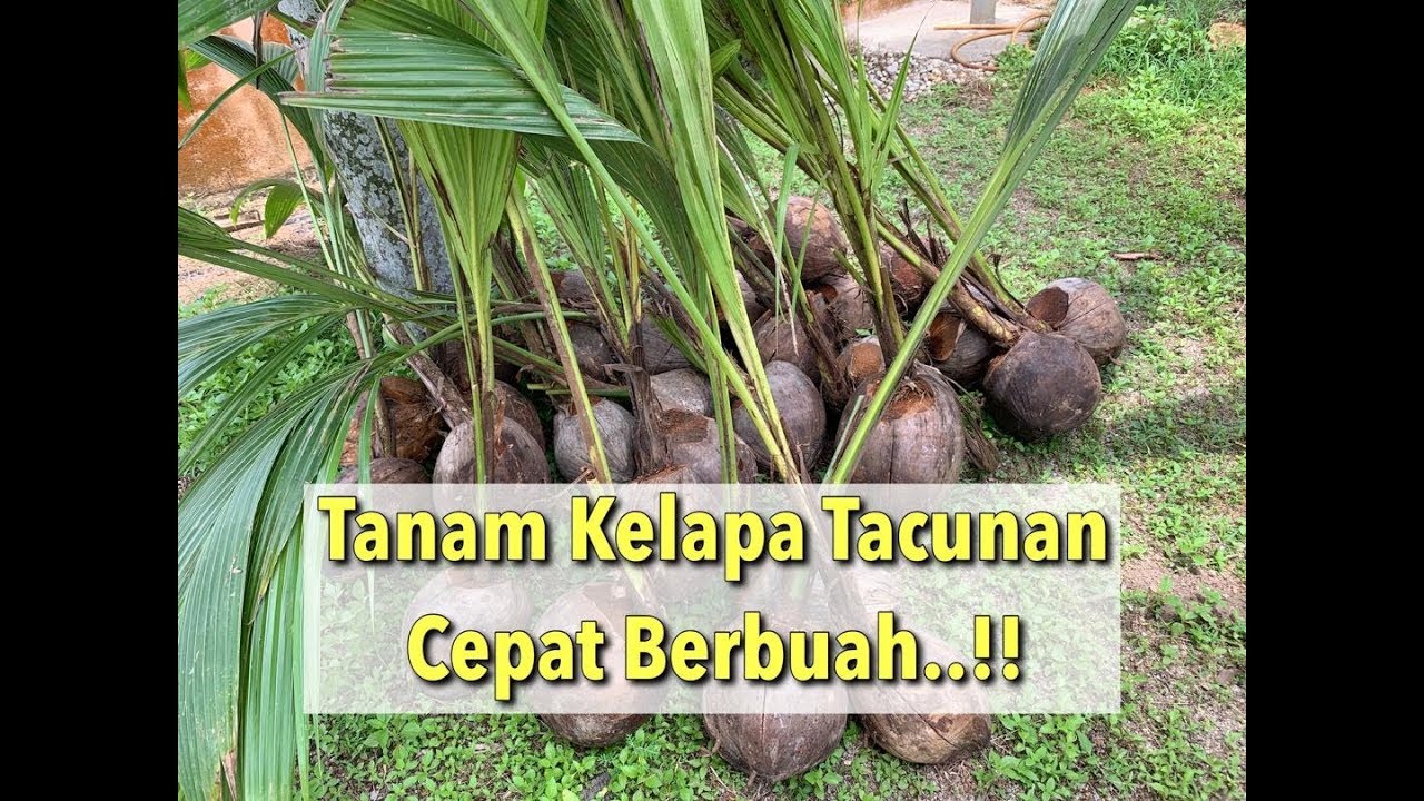 Cara Membuat Benih Kelapa Pandan - BENIH TOKO