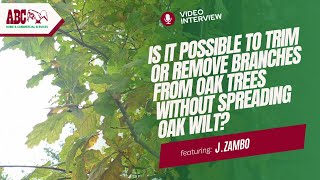 Can You Trim Oak Trees Without Spreading Oak Wilt? – Ask an Expert