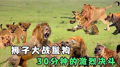 獅子大戰鬣狗，草原上的生死宿敵，30分鐘的激烈決鬥難分勝負【動物世界】 - 天天要聞