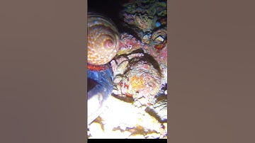 Ốc mượn hồn ăn cá ngát#khampha #daiduong #shortvideo #shorts #lanbien #ocmuonhon