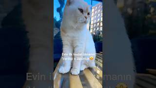 Si̇zcede Çok Asi̇l Deği̇lmi̇ Ikediler