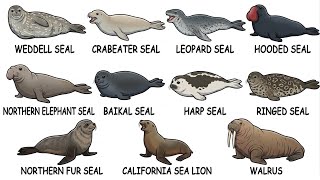 Full Every Seal Species, Explained Update