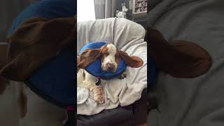 Cutest Dog  Basset Hound Napping #bassethound #dog