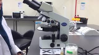 How to Focus the Compound Light Microscope
