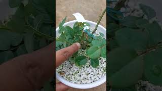 How To Remove Rose Suckers rosecare rose gardening containergardening