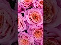 🌹  Розы Японской Селекции😍 Самые ПОПУЛЯРНЫЕ Сорта  #Японскиерозы  #розывсаду   #розарий #розы
