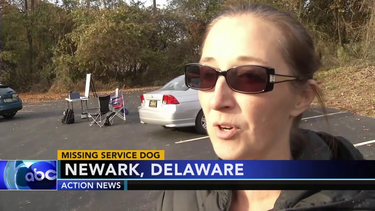 Search for missing service dog continues - YouTube