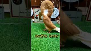 Jacobin Pigeon Beautiful