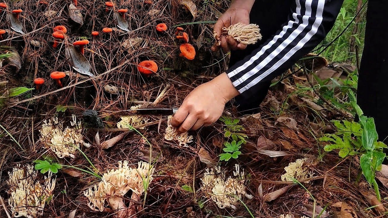 Harvesting lot's of Wild Mushrooms 🍄 | Foraging Milk cap mushroom & Coral mushroom