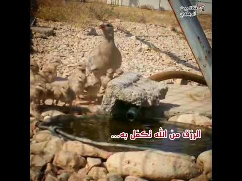 نغمه حزينه لا تخاف من الرزق فهو آتيك