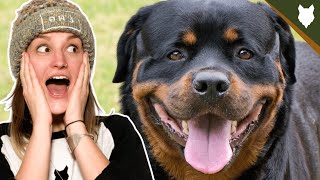 ARE ROTTWEILER GOOD GUARD DOGS?
