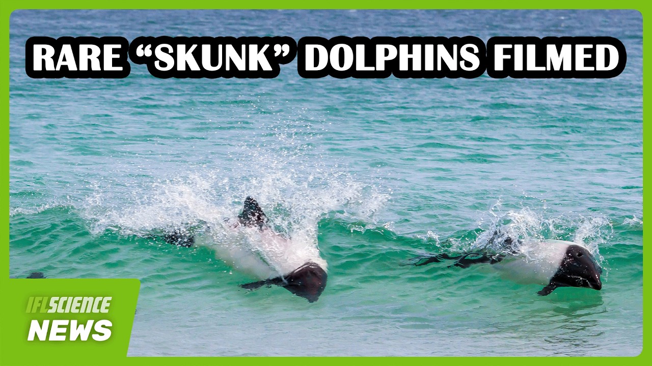Посмотрите, как играют эти уникальные дельфины-«скунсы» — их можно встретить всего в двух местах ...