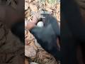 a unique stone that resembles... #gold #treasure #treasure #quartz #satisfying #viral #goldrus