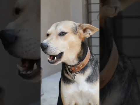 صوت كلب Shorts