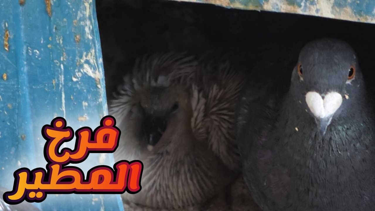 فتت افقد مطير زق الحمام العسكري كم فرخ لقيت