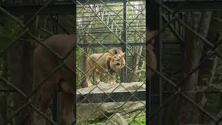 Zoo - The Roaring lion - Bannerghatta Zoo - Bangalore Must visit places