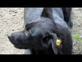 Бездомные собаки в Волгограде Чипируют собак