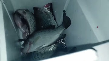 SIMPLE Way To Catch LOADS Of Crappie At Night!!! USE GREEN LIGHTS