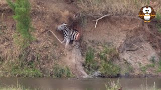 Detik² Buaya Merebut Mangsa dan Terjun dari Atas Sungai