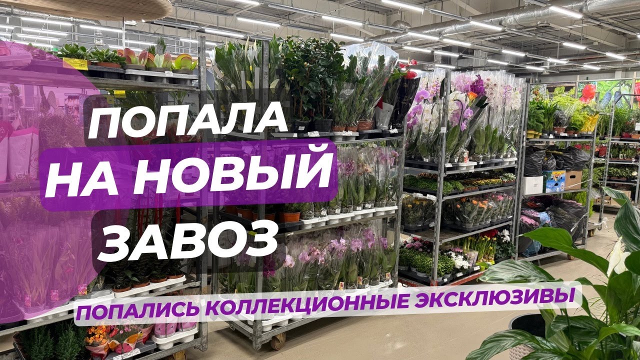 Попала на НОВЫЙ ЗАВОЗ РАСТЕНИЙ. Попались растения которых не встретить в простом магазине! В шоке!😯