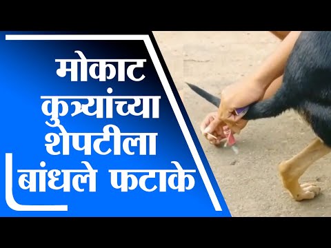 Nagpur |  मोकाट कुत्र्यांच्या शेपटीला फटाके बांधल्याने तरुणांवर गुन्हा दाखल : tv9