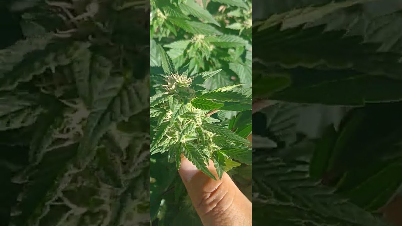 The white x gmo....marshmallow Og...Slurty 3...Lava Cake..Sour Diesel..Lemon Fatman....Mr.Orange