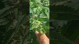The White X Gmo....marshmallow Og...slurty 3...Lava Cake..sour Diesel..lemon Fatman....mr.orange