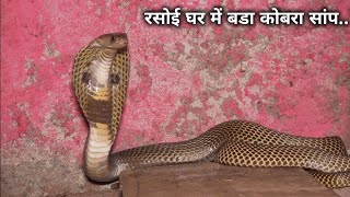 घर मे घुस गया खतरनाक गुस्सैल कोबरा सांप, फिर आप ही देखिए आगे क्या हुआ Rescue cobra snake