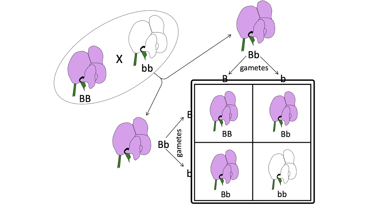 Basic Genetics - YouTube