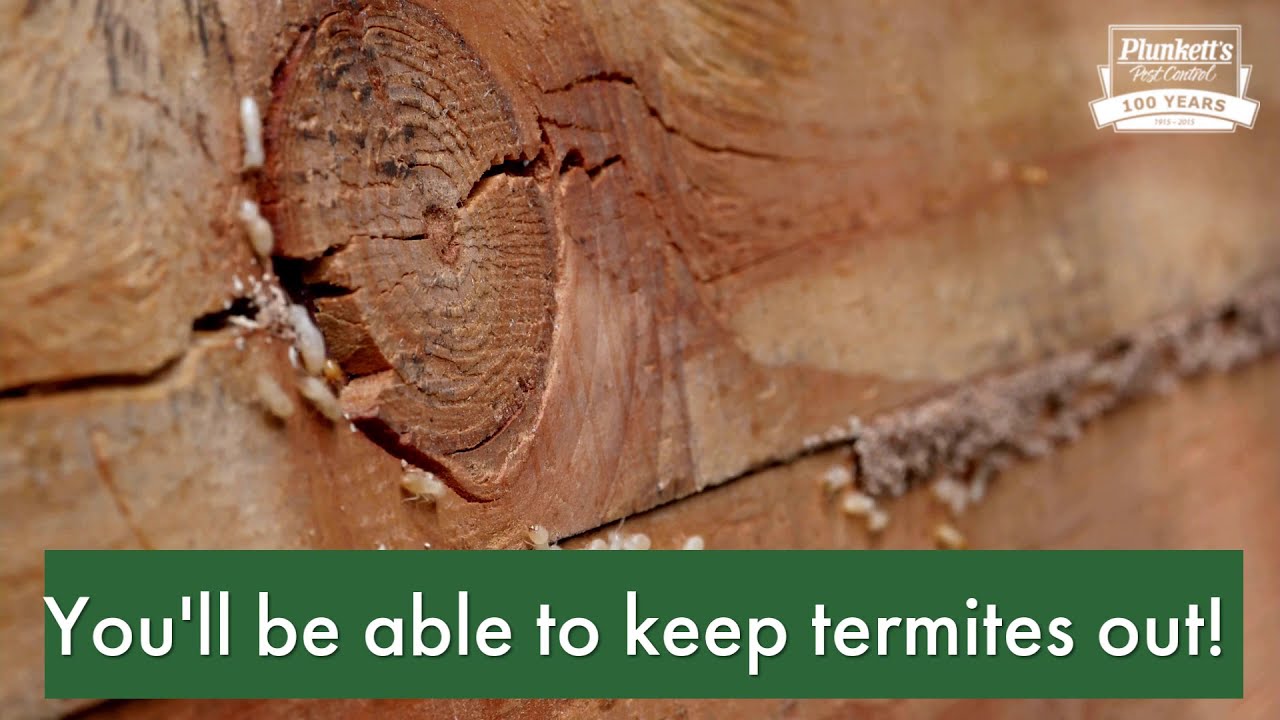 How Did I Get Termites? - YouTube