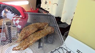 Gourmia Review Continue : Air Fryer 20 minute Pork Tenderloin (Great )