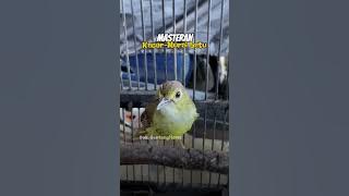 Masteran Burung #Kacer - #Muraibatu