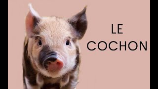 Le cochon (documentaire)