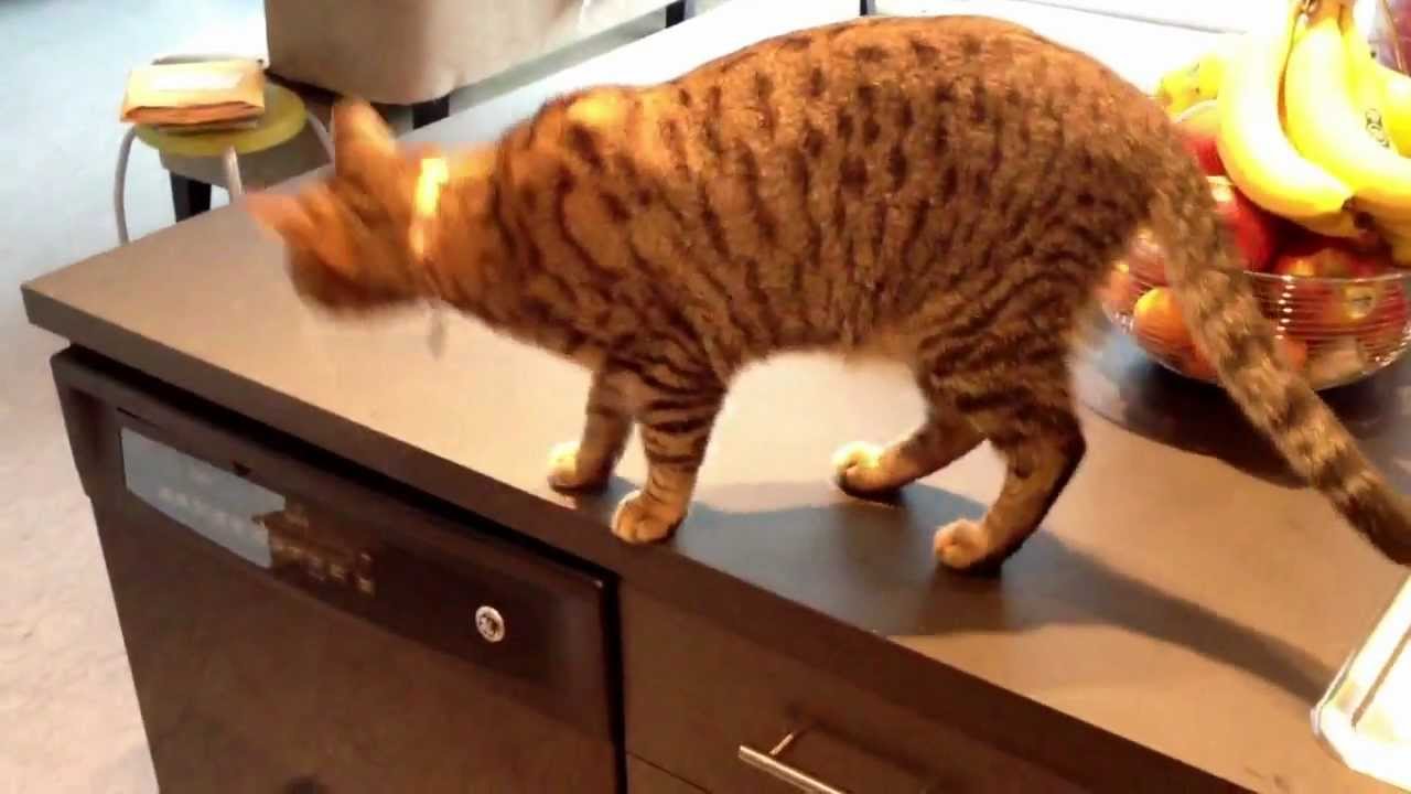 Oskar the Blind Cat Demonstrates How to Climb the Kitchen Counter 