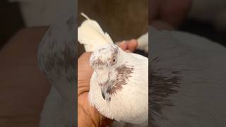 Pure binder vala kabuter 8447579723