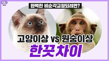 고양이상 vs원숭이상은 한끗차이! 완벽한 비순각교정되려면?