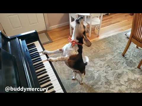 camera iphone 8 plus apk Buddy Mercury, Playing up high on the 🎹 keys🎹!!!