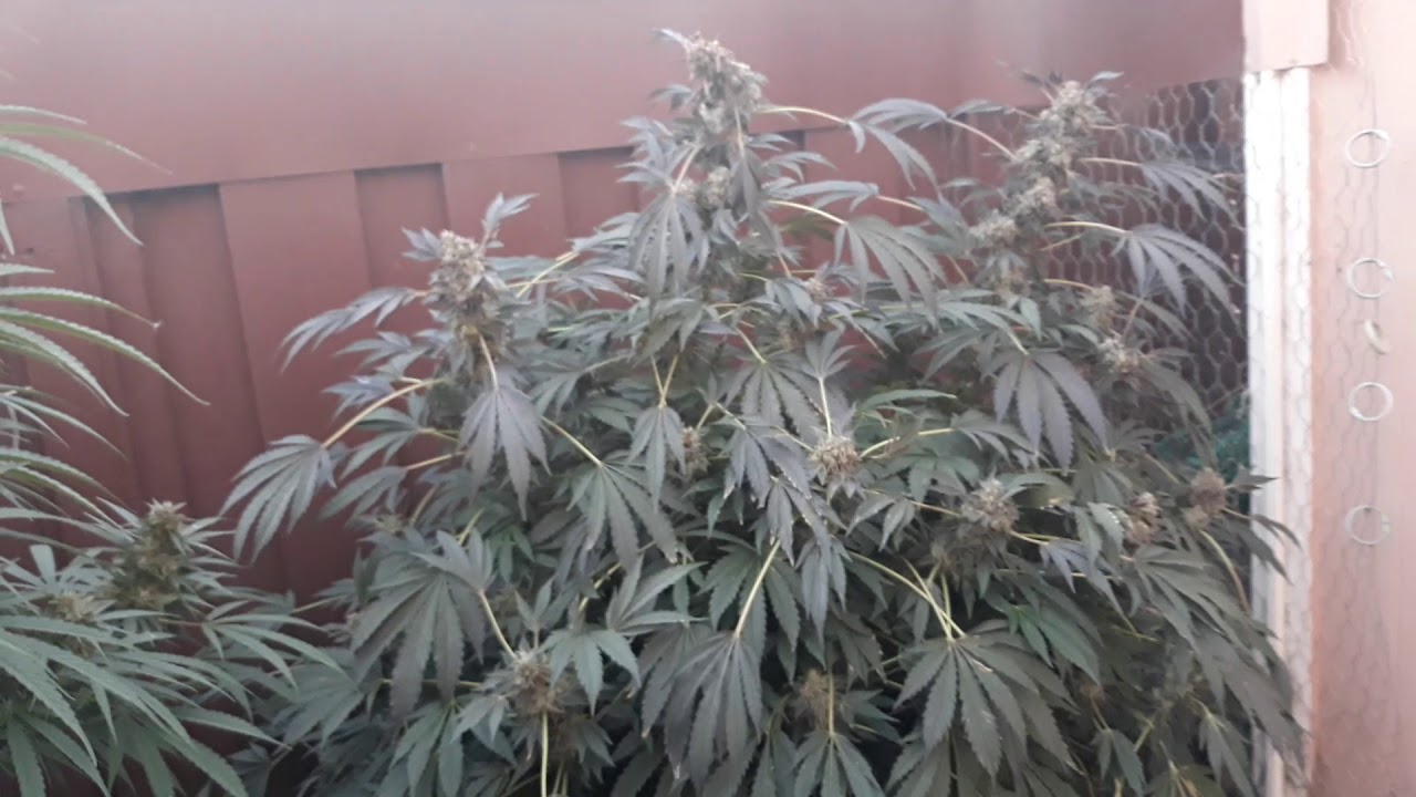 8 ft tall sativa plant with massive colas outdoor cannabis