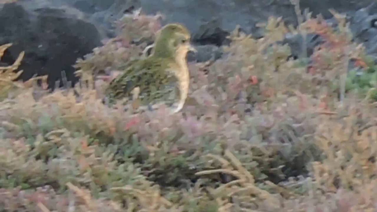 European Golden Plover ,Piviere dorato (Pluvialis apricaria) 