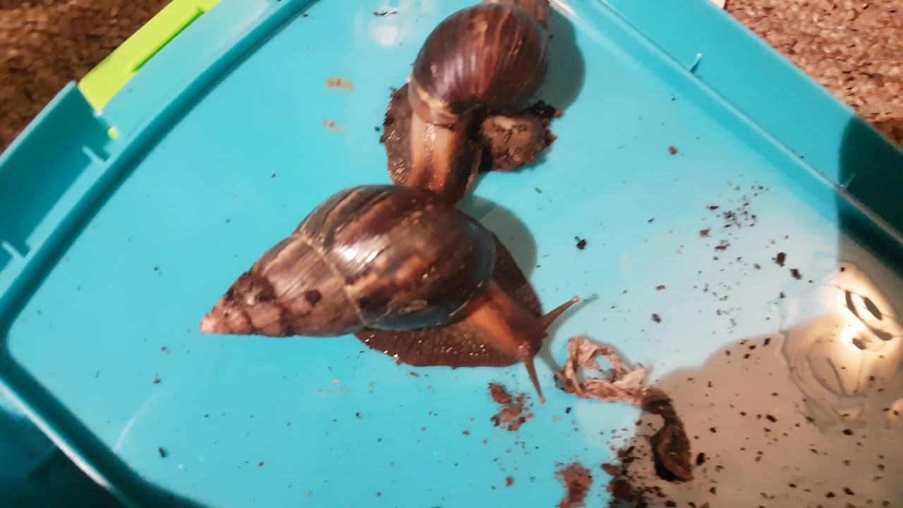 GIANT AFRICAN LAND SNAILTANK SETUP MOBILE UPLOAD YouTube