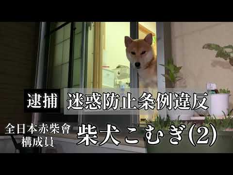 柴犬こむぎの神マーキング　【NEWS48】逮捕されがちな柴犬こむぎ