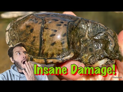 The WORST Musk Turtle Injury Ive Ever Seen!